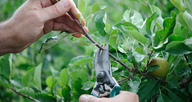 Pruning Care